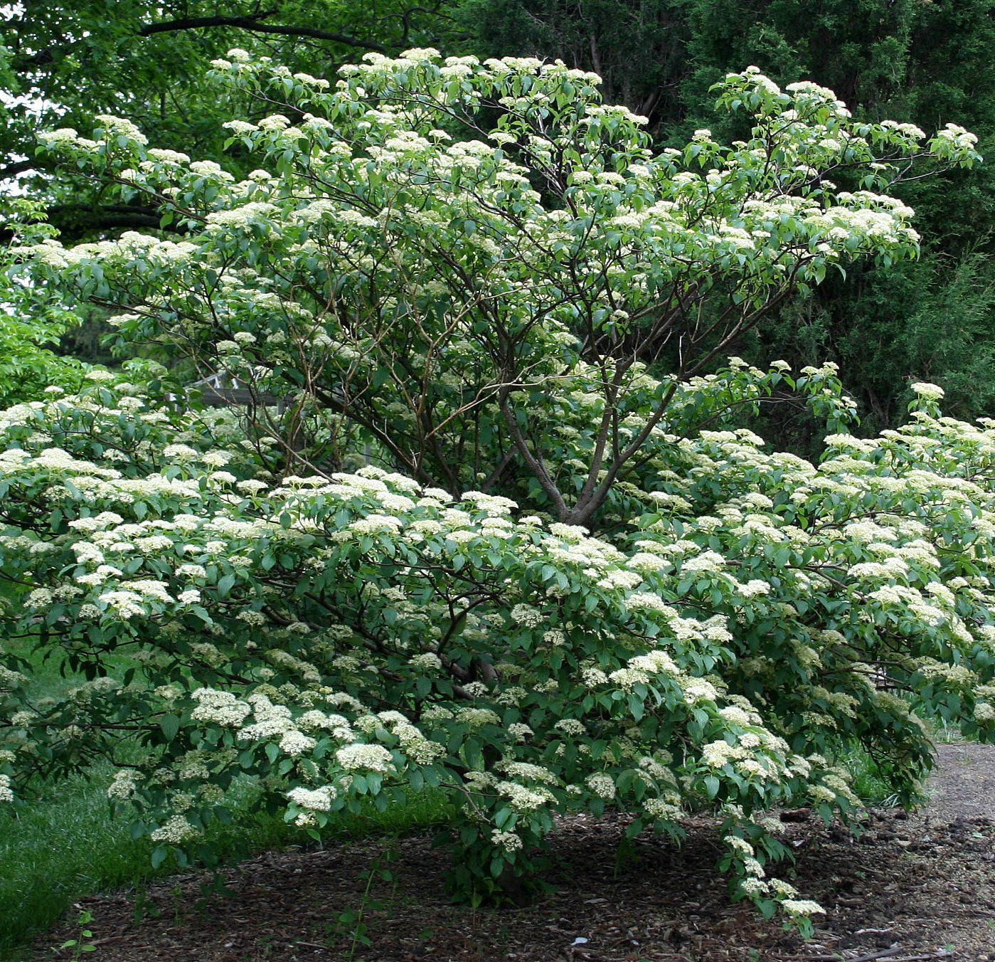 Pagoda dogwood